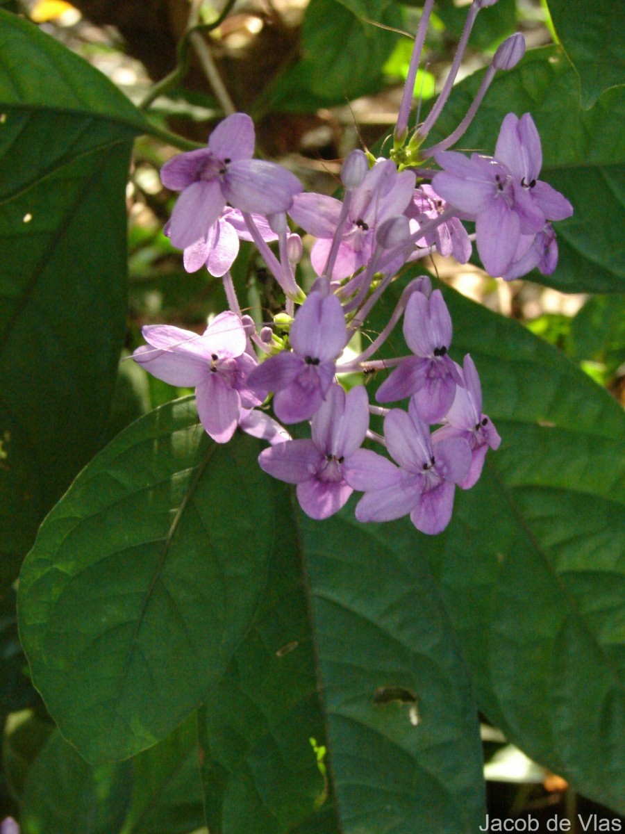 Pseuderanthemum graciliflorum (Nees) Ridl.